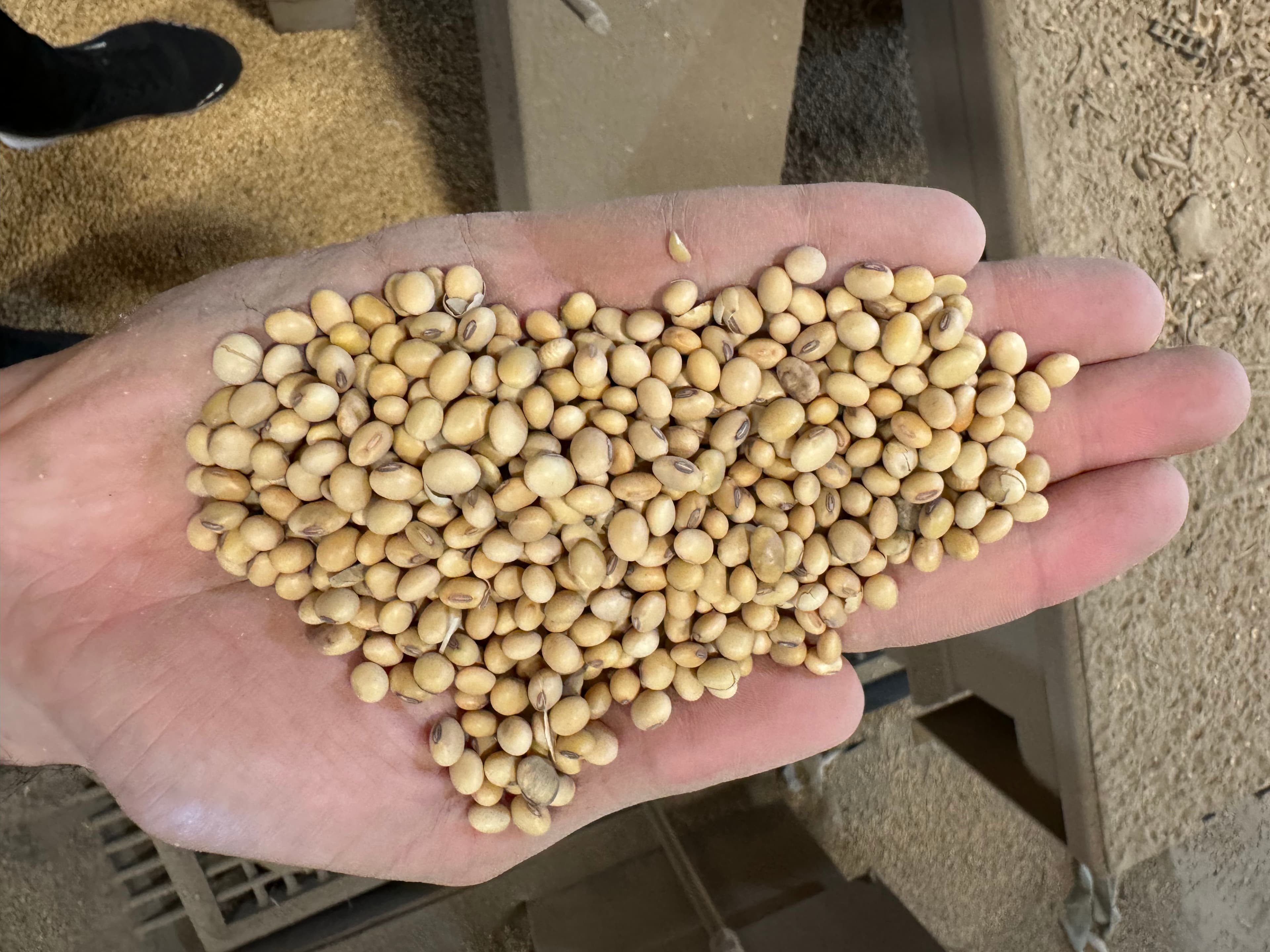 A hand holds raw soybeans at the Challawa facility