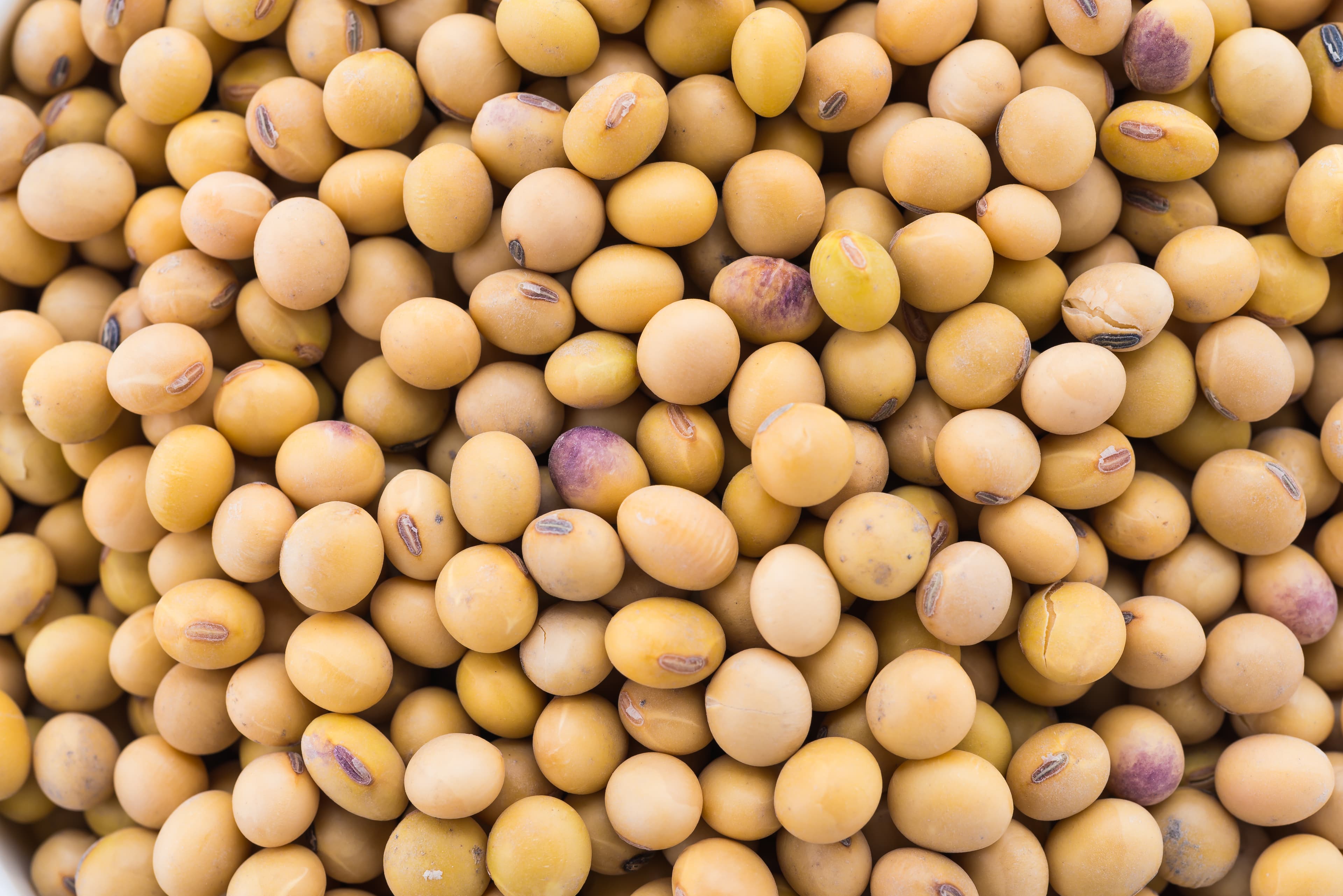 Raw soybeans — Glycine max — photographed in Kano